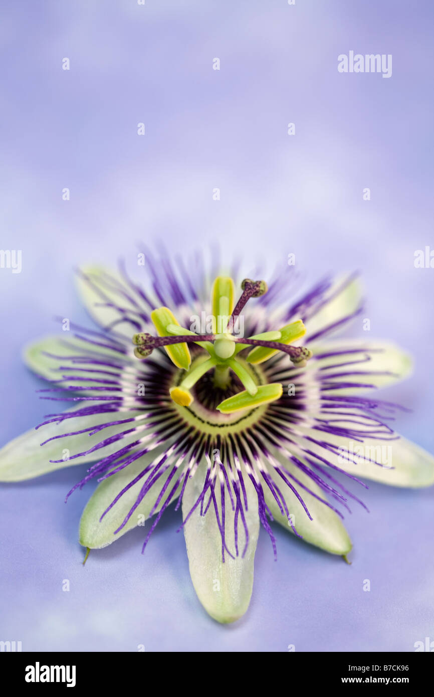 Passiflora Passionsblume Stockfoto