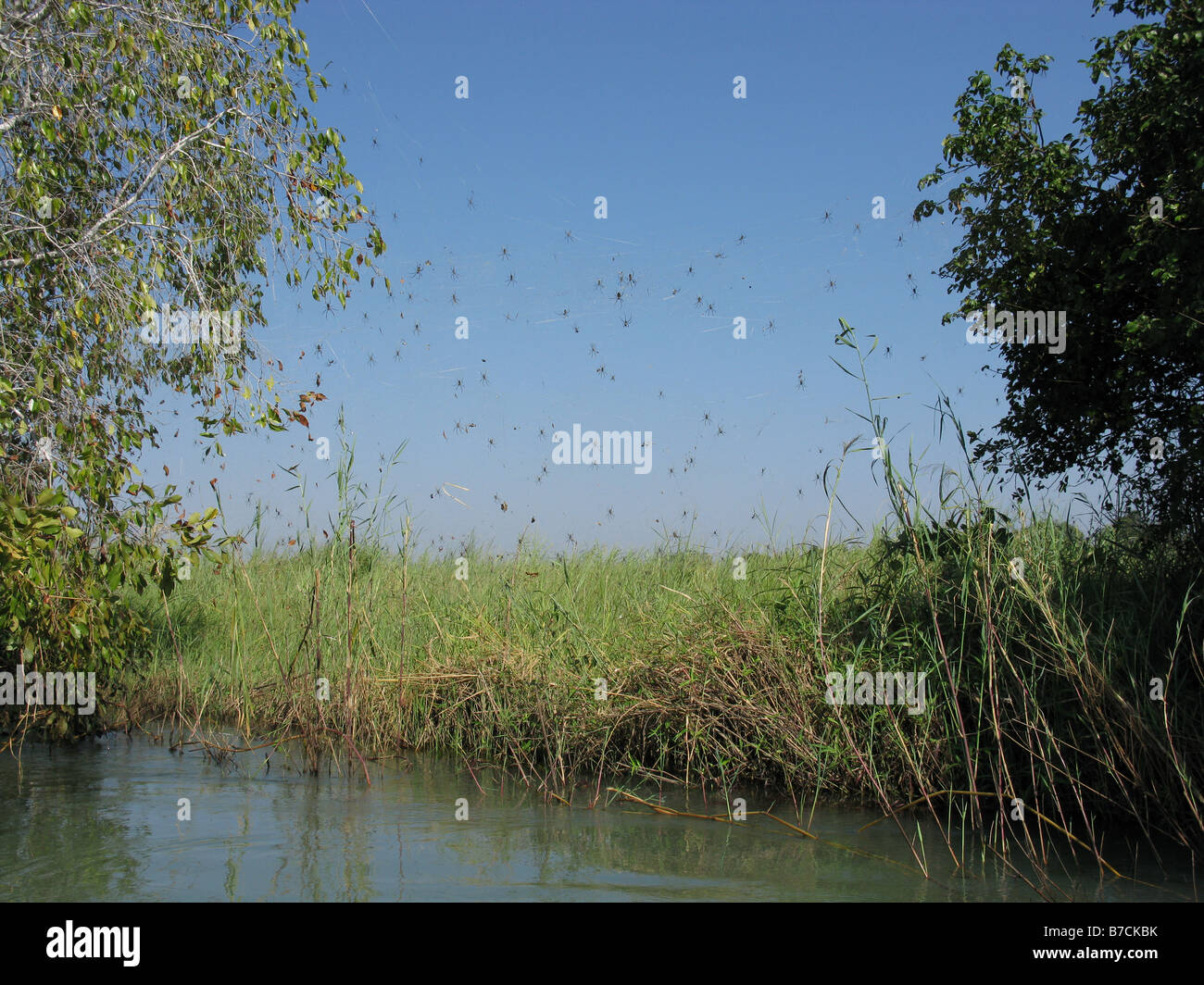 Riesige Spinnen Web am Ufer des Luapula Fluss Teil des Kongo-Flusses in Katanga Provinz der Demokratischen Republik Kongo Stockfoto