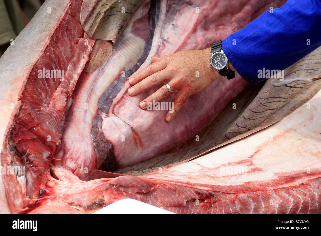 Clinton Duffy, des Department of Conservation, führt eine öffentliche Sezierung eines 3,3 m Mako Hai am Mapua Kai, Neuseeland Stockfoto
