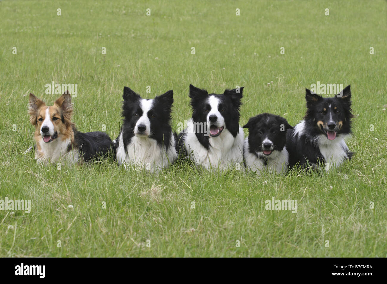 Border Collie (Canis Lupus F. Familiaris), 4 Erwachsene Hunde und eine trächtige auf einer Wiese Stockfoto