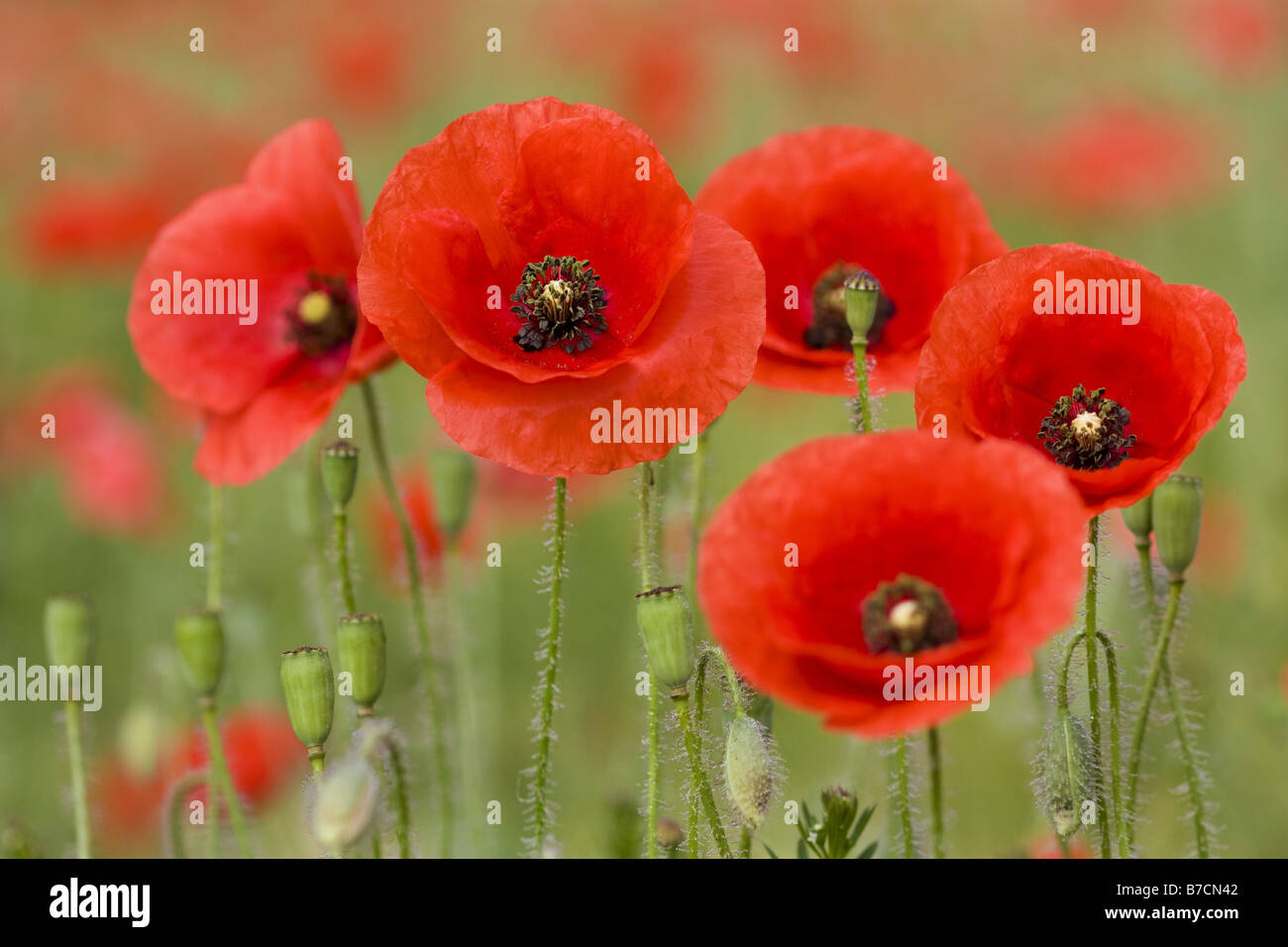gemeinsamen Mohn, Klatschmohn, roter Mohn (Papaver Rhoeas), Blüten, Deutschland, Sachsen Stockfoto
