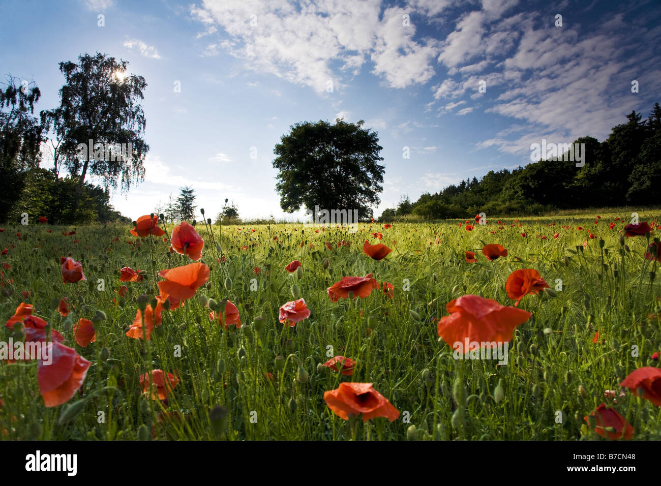 gemeinsamen Mohn, Klatschmohn, roter Mohn (Papaver Rhoeas), im Mais Feld, Deutschland, Sachsen, Vogtlaendische Schweiz Stockfoto