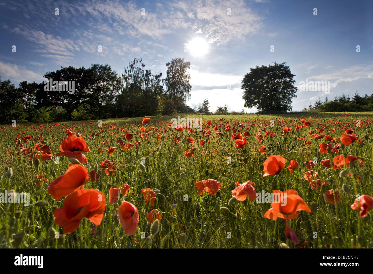gemeinsamen Mohn, Klatschmohn, roter Mohn (Papaver Rhoeas), im Mais Feld, Deutschland, Sachsen, Vogtlaendische Schweiz Stockfoto