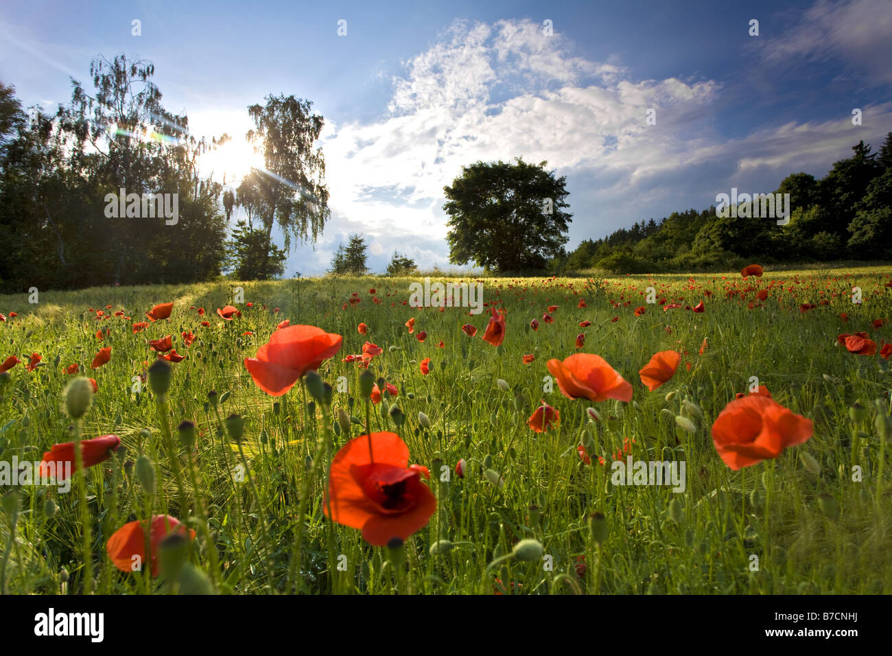 gemeinsamen Mohn, Klatschmohn, roter Mohn (Papaver Rhoeas), im Mais Feld, Deutschland, Sachsen, Vogtlaendische Schweiz Stockfoto