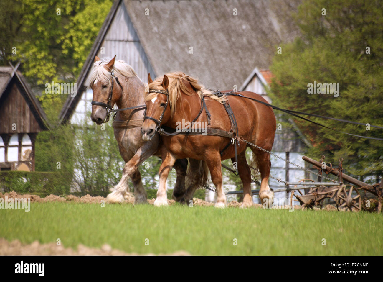 Pflügen mit zwei schwere Pferde, Deutschalnd Stockfoto