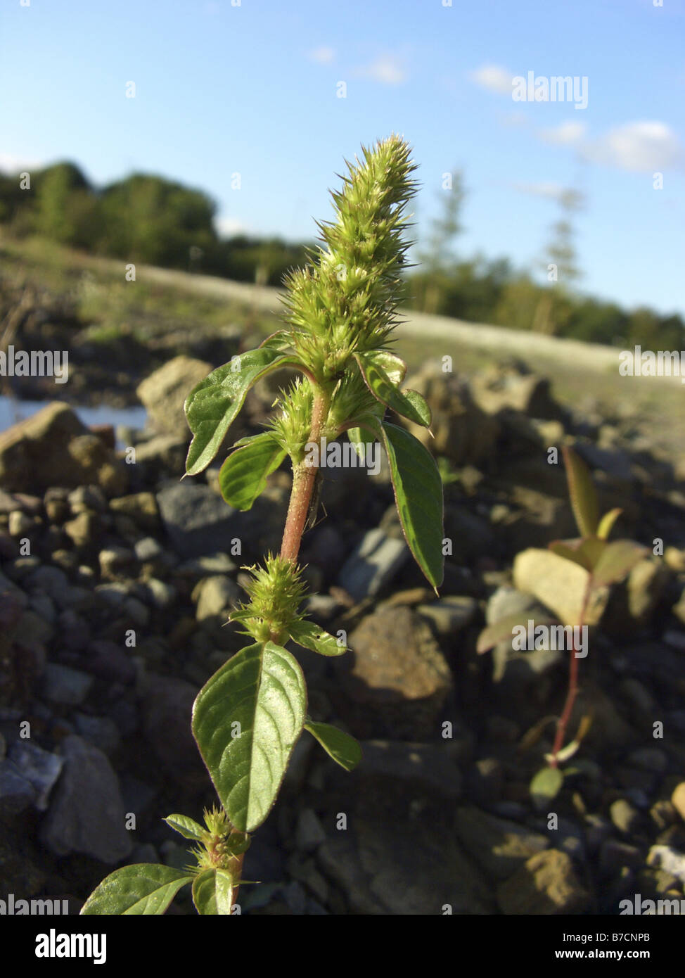 Einzelpflanzen, Deutschland, Nordrhein-Westfalen, rot-Wurzel Amarant (Amaranthus Retroflexus), gemeinsame Amarant, Redroot Fuchsschwanz Stockfoto
