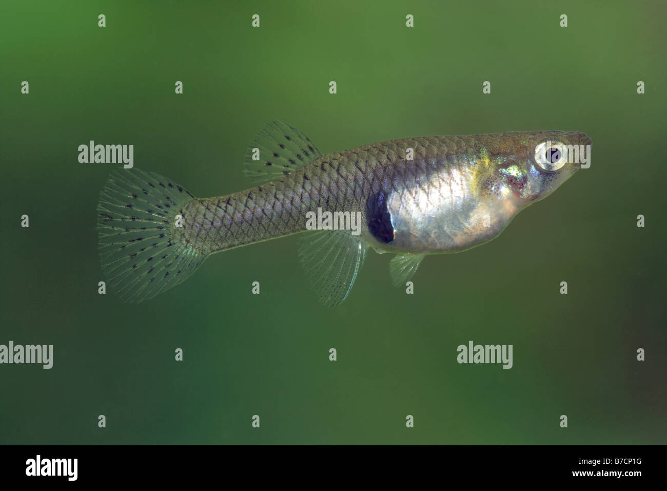 Moskitofische, Moskitofische (Gambusia Affinis), Weiblich, Türkei, Antalya, Belek Stockfoto