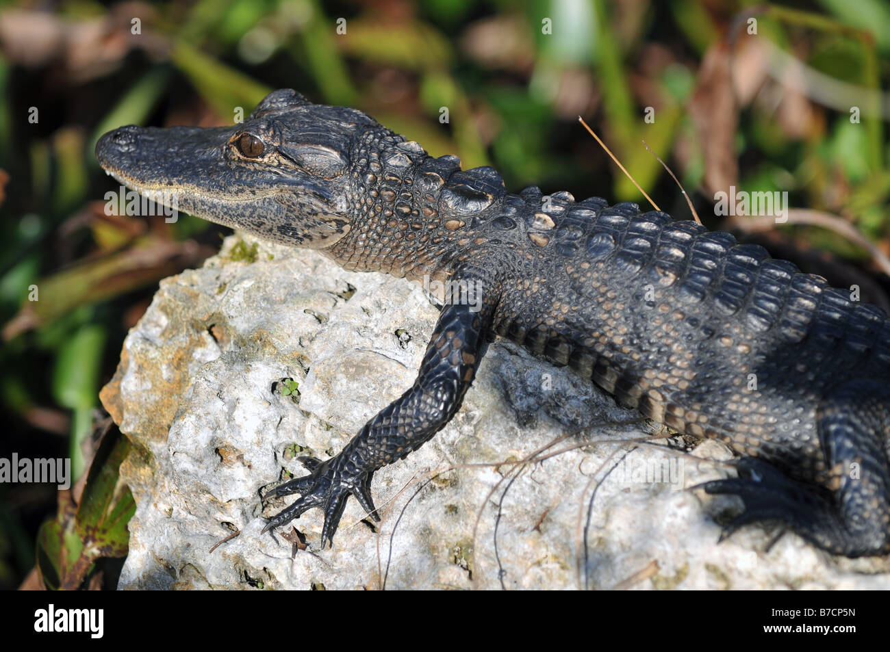 Baby-Alligator Sonnenbaden auf dem Felsen Stockfoto