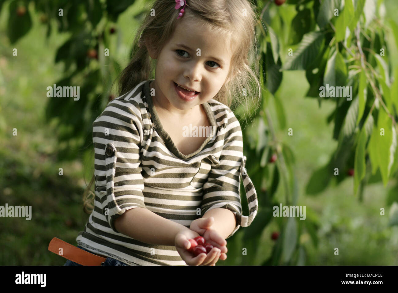 kleine blonde Mädchen pflücken Kirschen, Deutschland Stockfoto