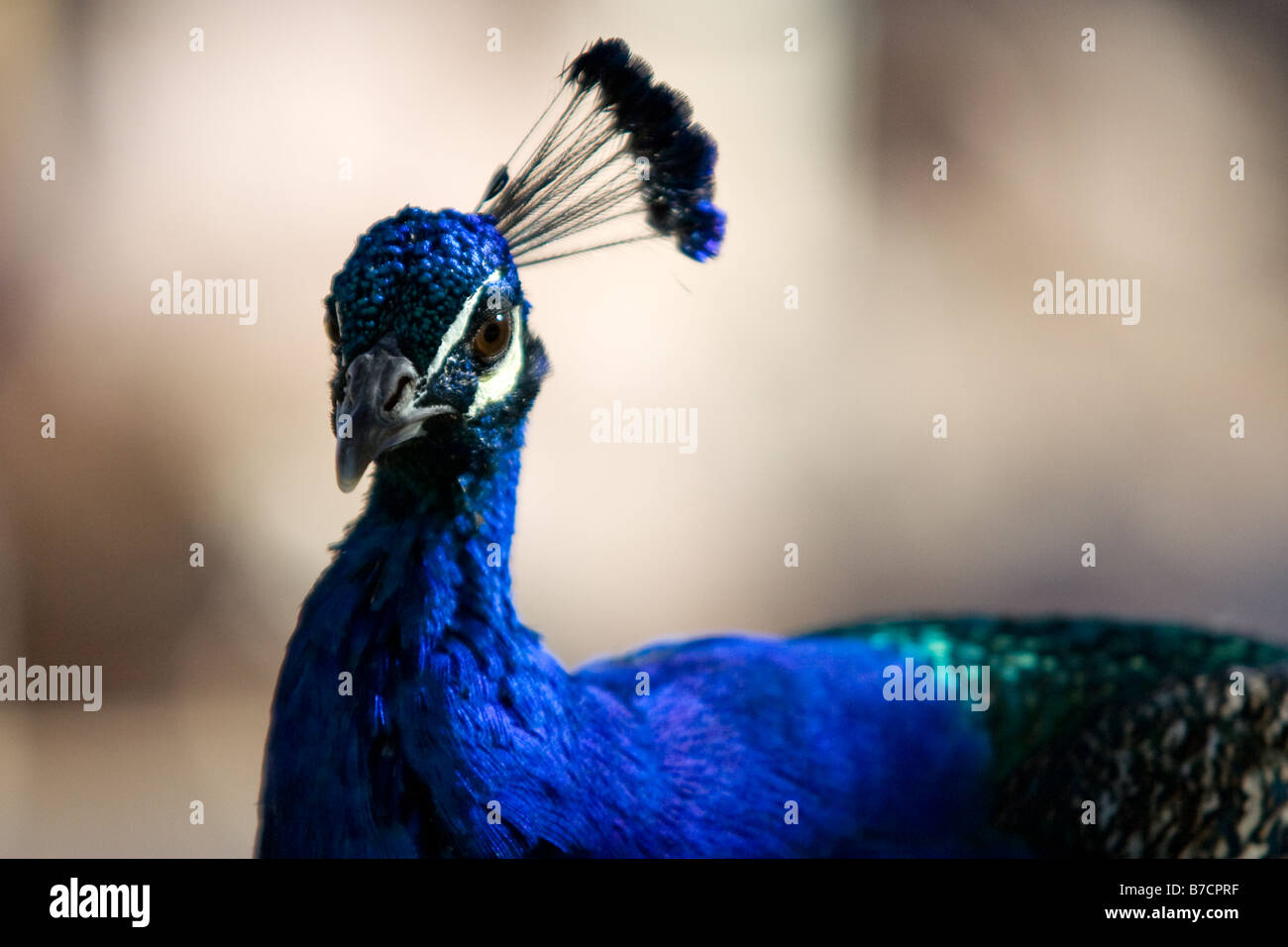 Blauen indischen Pfau mit flachen Deapth des Feldes Stockfoto