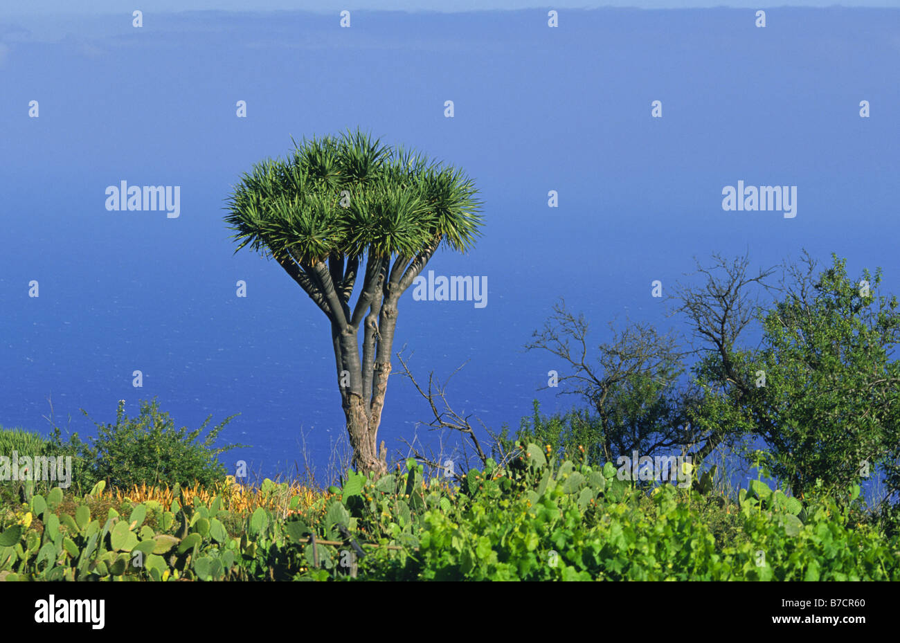 Drachenblut (Dracaena Draco), reißen Drachenbaum in der Nähe von Las Tricias, endemisch, mit eingeführten Opuntien im Vordergrund, Ca Stockfoto