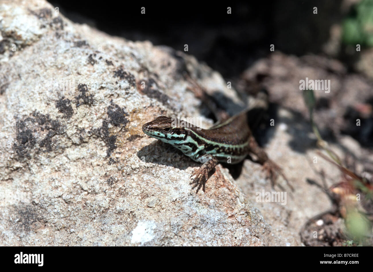 Milos Wand-Eidechse (Podarcis Milensis), auf einem Stein, Griechenland, Milos Stockfoto