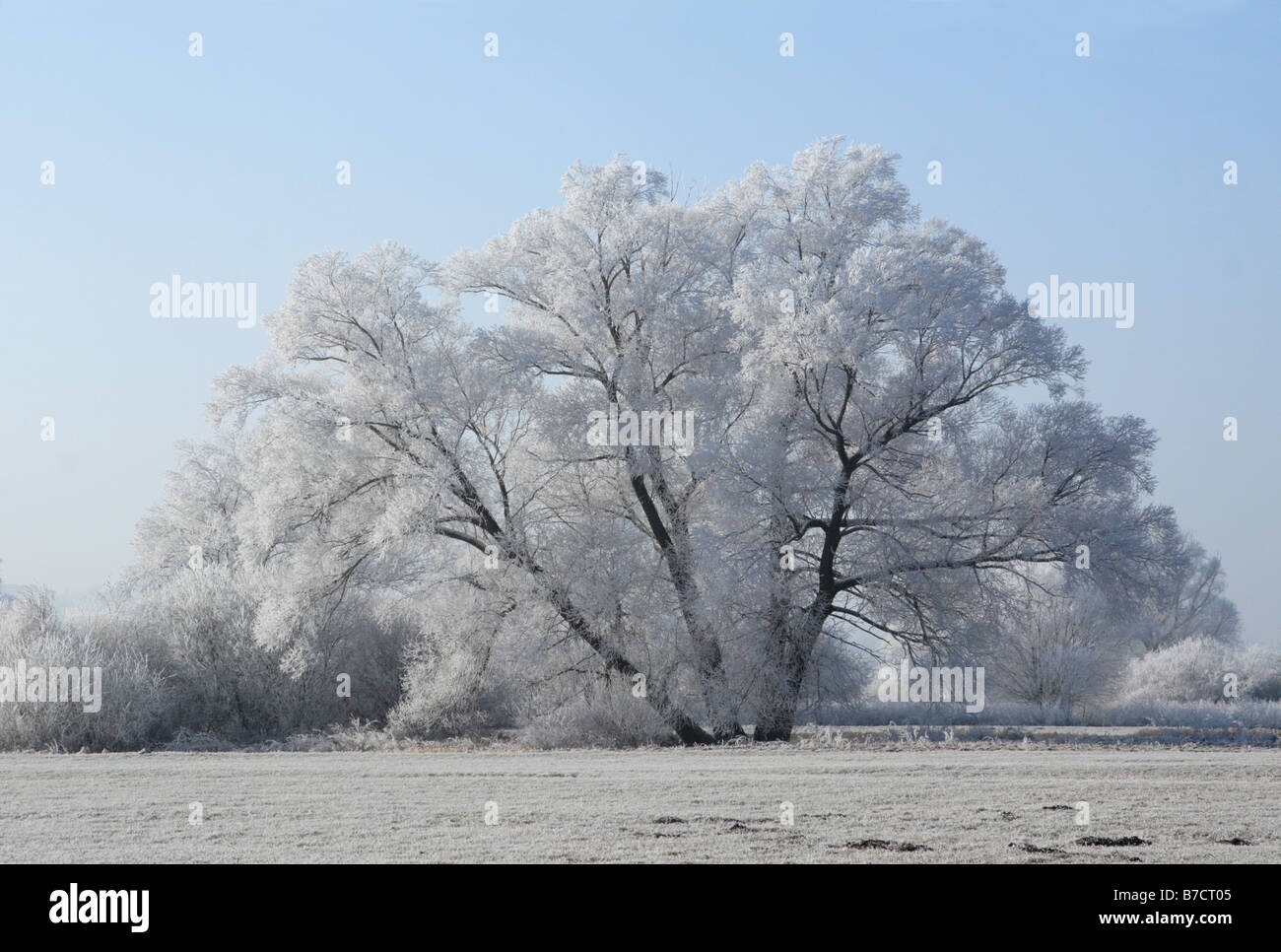 Silberweide (Salix Alba), Baumgruppe mit Raureif, Deutschland, Bayern Stockfoto