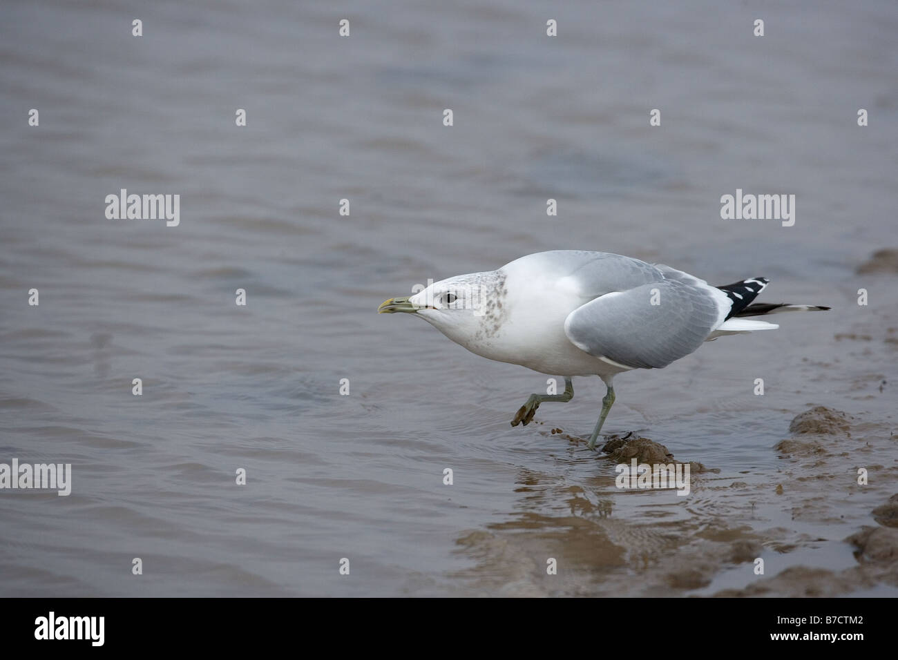 Gemeinsamen Gull Larus Canus Fütterung in küstennahen Creek Winter Norfolk Winter Stockfoto