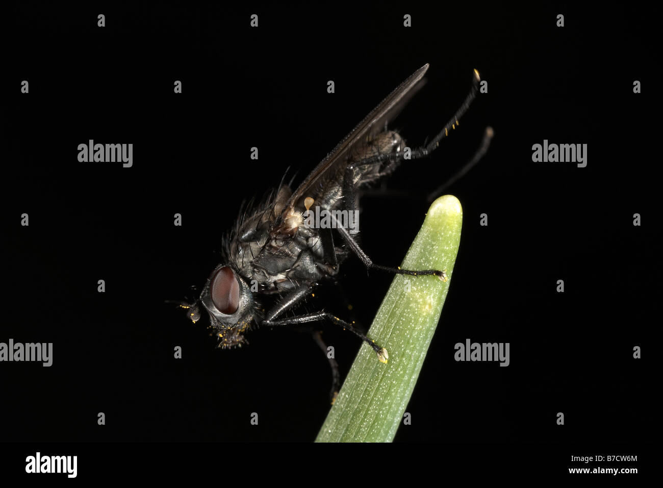 Geringerem Stubenfliege fliegen verbreiteten Familie Fanniidae Stockfoto