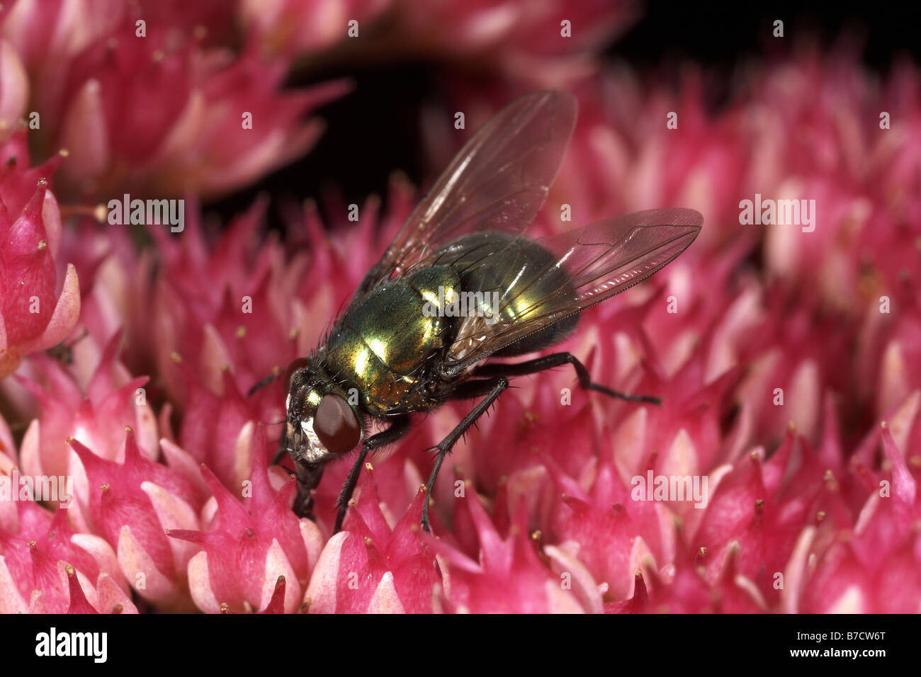 Greenbottle fly Lucilia Caesar Fütterung auf eine Blume Kiplingcotes Kreide Grube Nature Reserve East Yorkshire UK Stockfoto