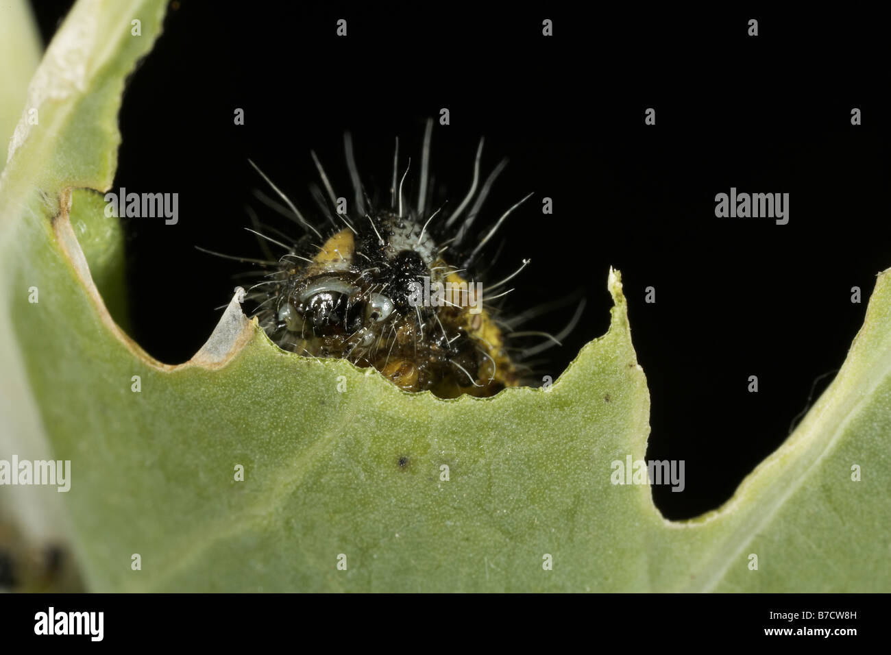 Große weiße Pieris Brassicae Familie Pieridae Essen brassica Stockfoto