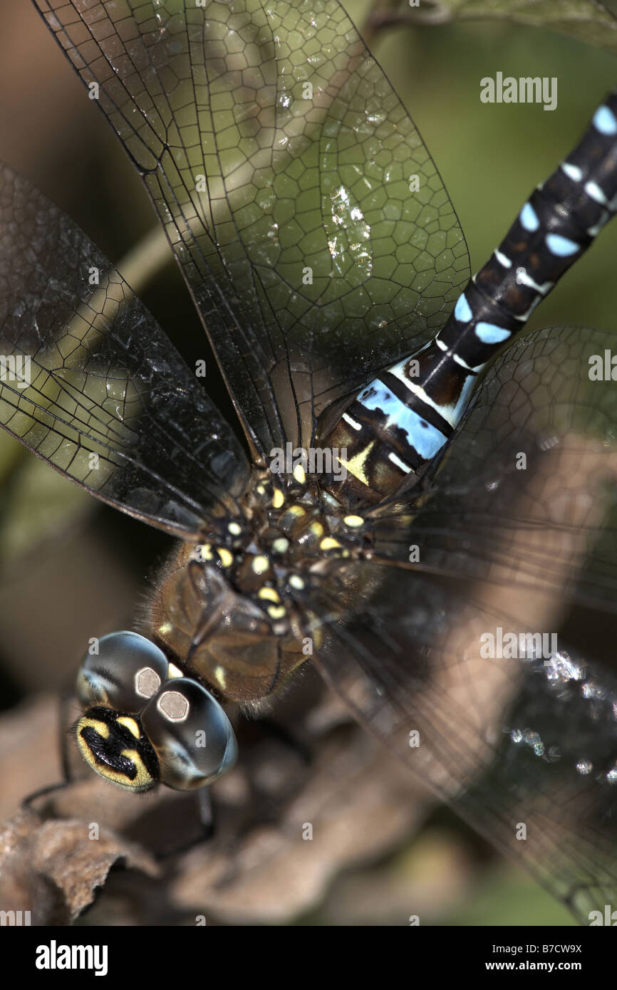 Migrationshintergrund Hawker Aeshna mixta Stockfoto