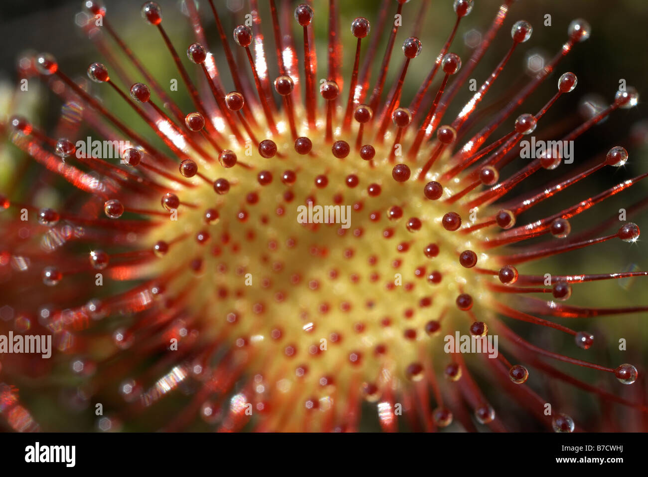 Runde rotblättrige Sonnentau Drosera Rotundifolia Zuliefermanagement Nature Reserve Dorset UK Stockfoto