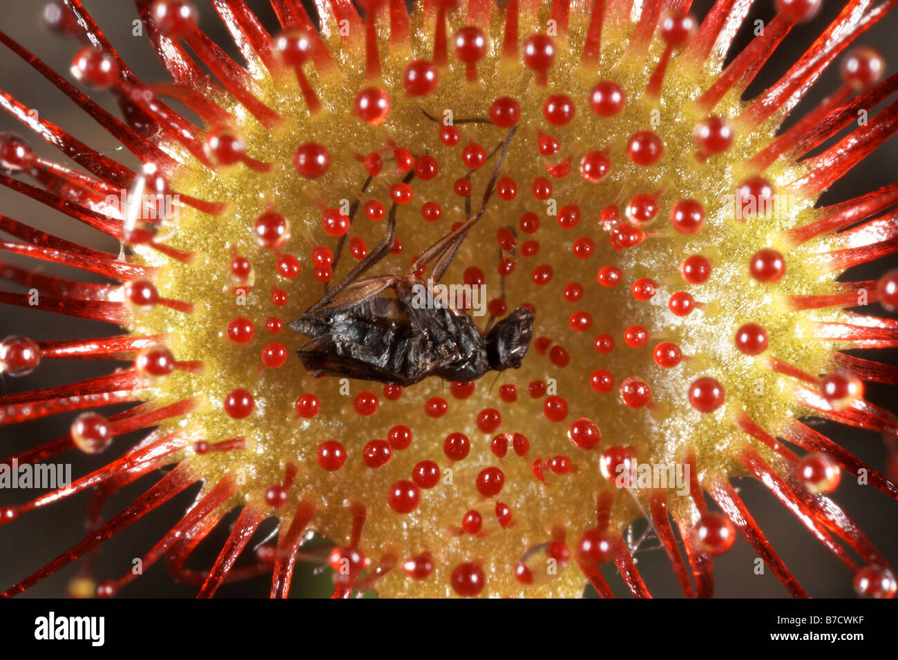 Bleibt eine Fliege gefangen auf einer Runde rotblättrige Sonnentau Drosera Rotundifolia Zuliefermanagement Nature Reserve Dorset UK Stockfoto