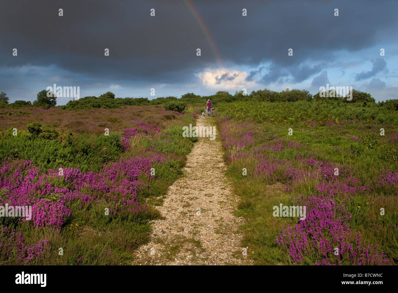 Kelling Heath Norfolk UK & Regenbogen Stockfoto