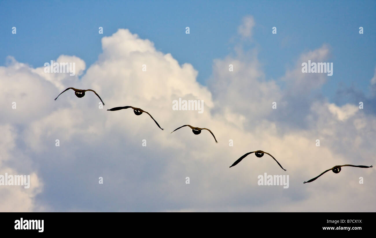 Fünf Kanadagänse wegfliegen Stockfoto