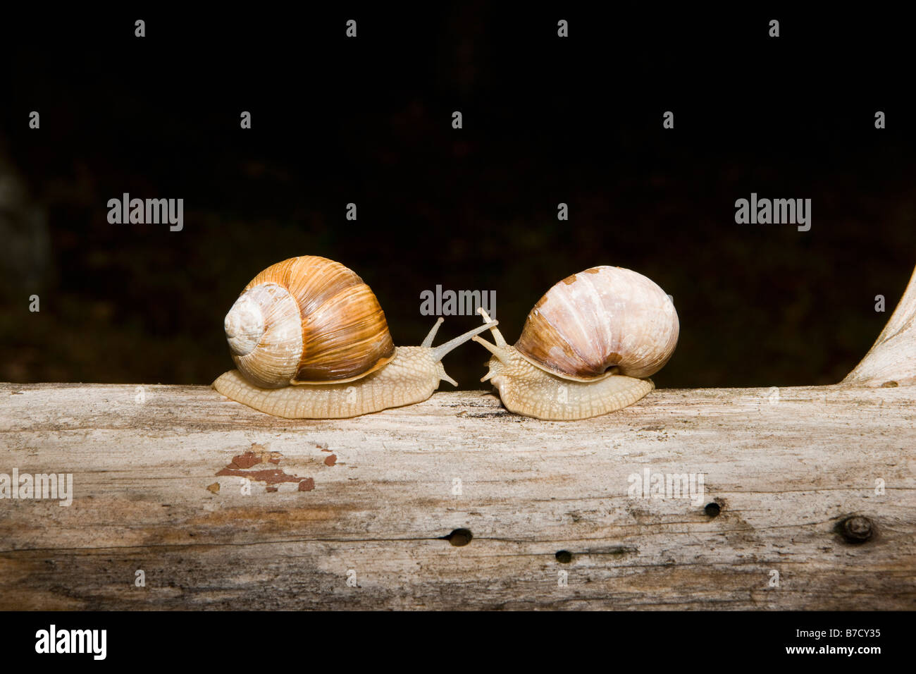 Zwei Landschnecken (Gastropoda) auf einem Baumstamm von Angesicht zu Angesicht Stockfoto