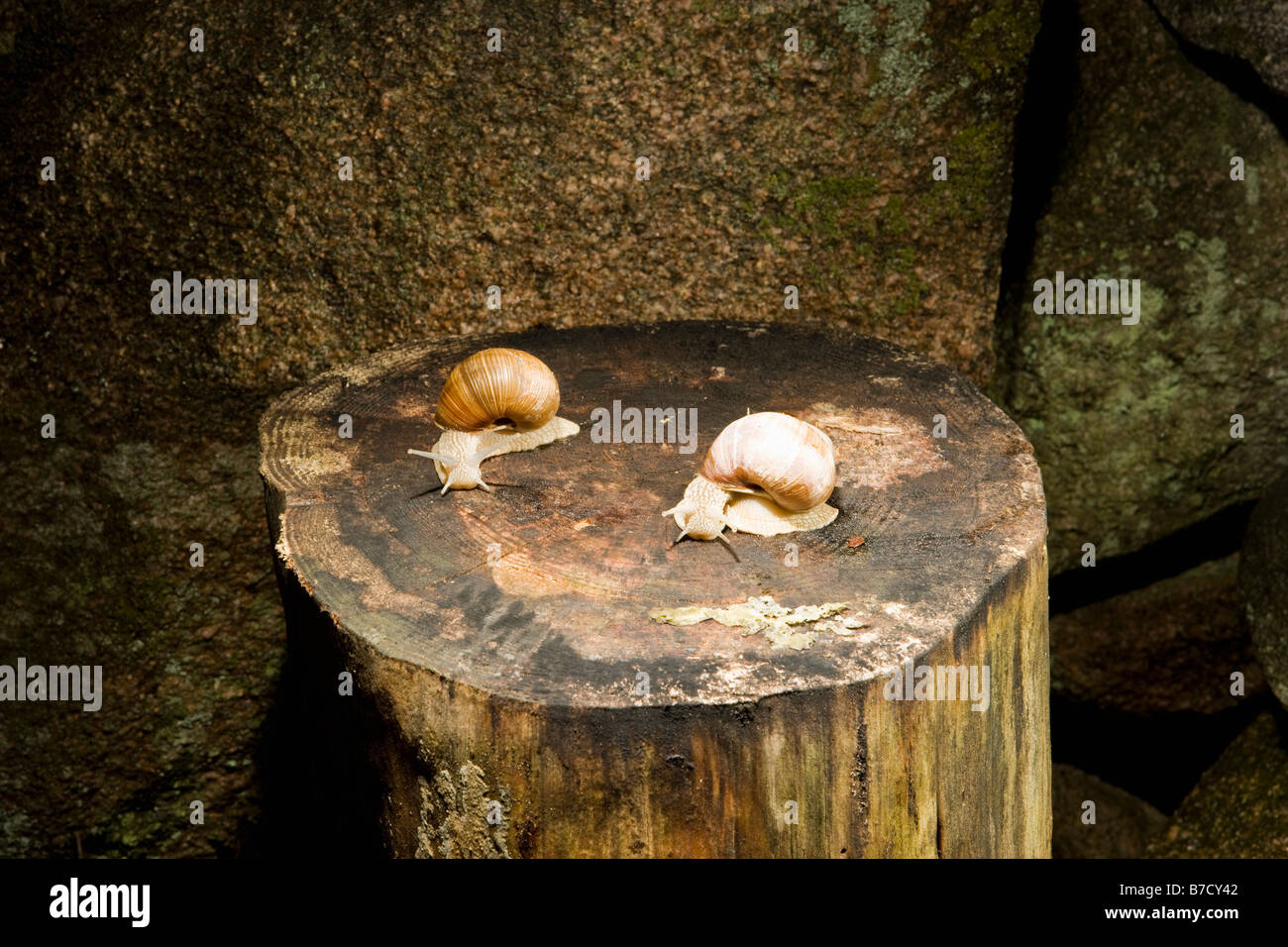 Zwei Landschnecken (Gastropoda) auf einem Baum stumpf Stockfoto