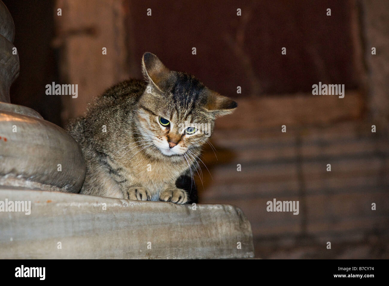 Streunende Katze, die sitzt in der Hagia Sophia, Istanbul, Türkei Stockfoto