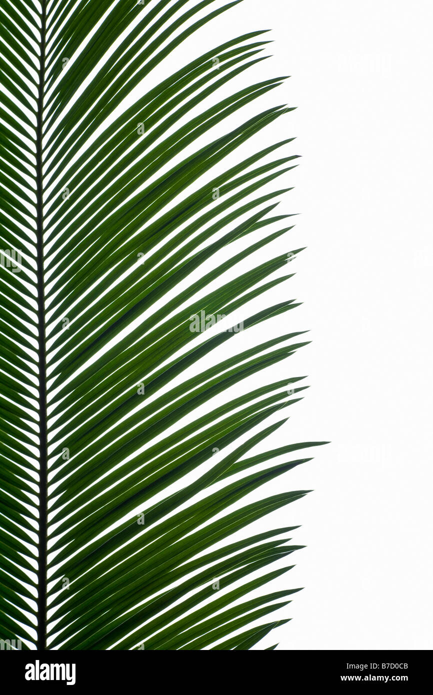Palmblätter Stockfoto