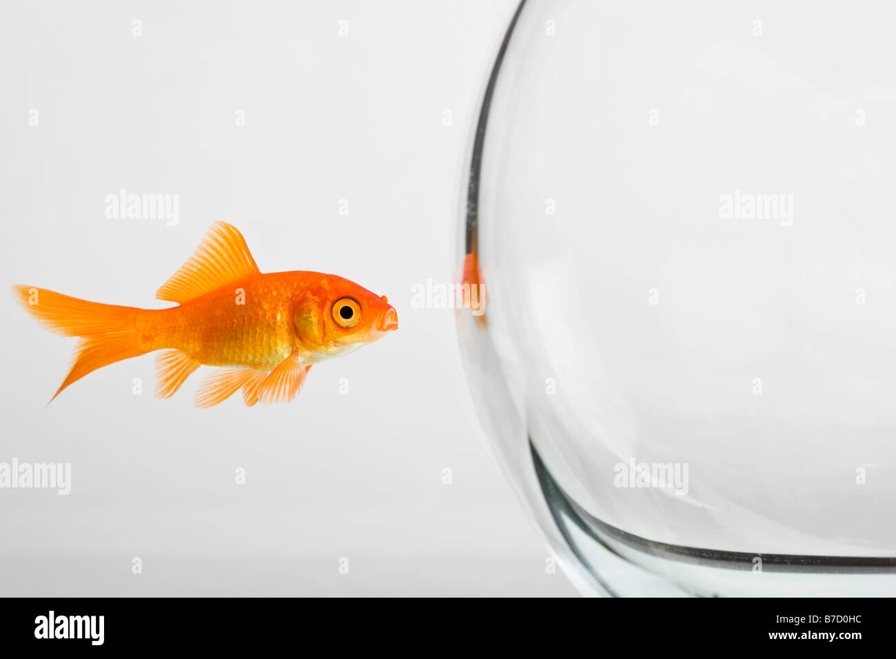 Ein Goldfisch außerhalb ein Goldfischglas Stockfoto