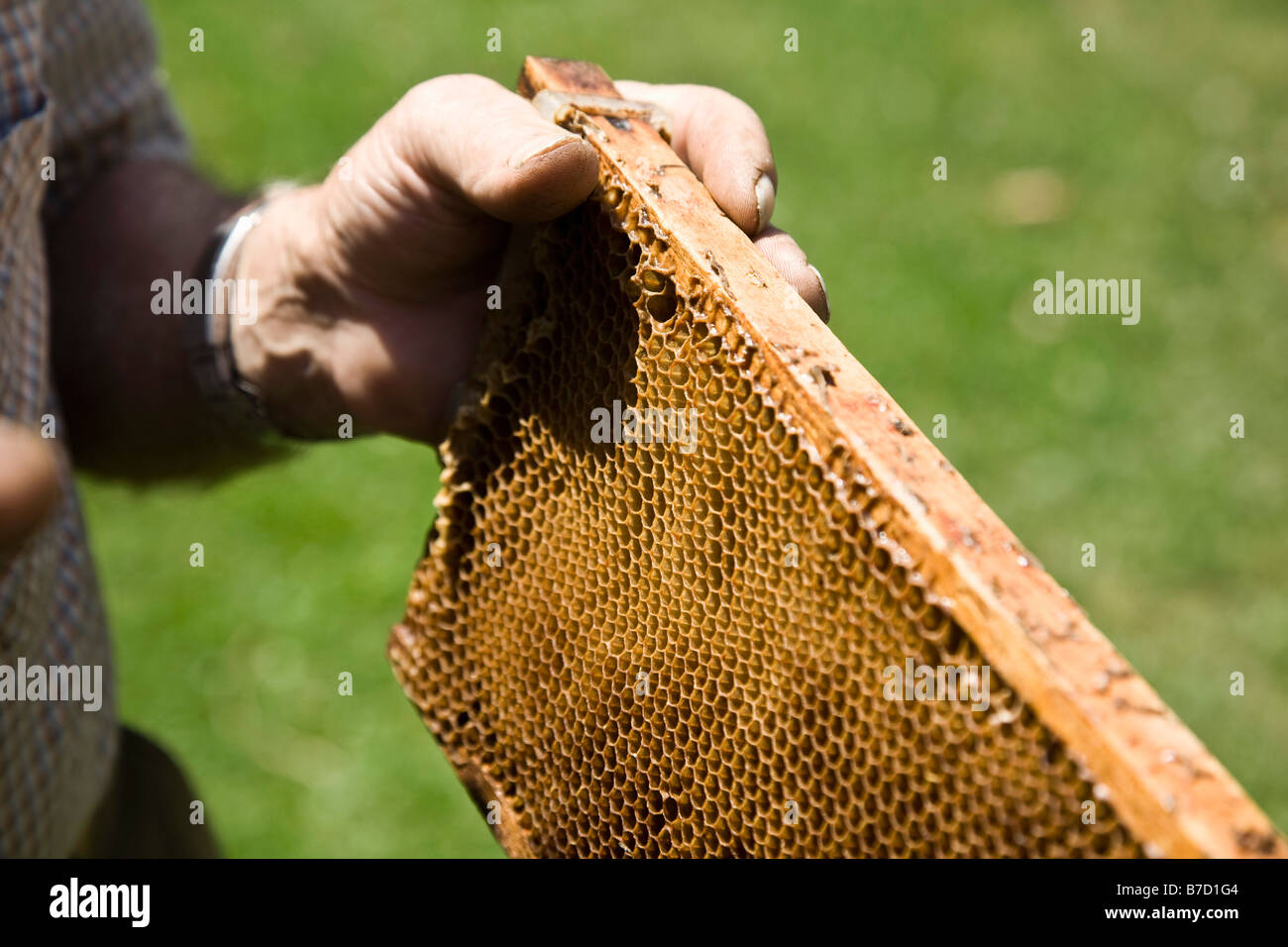 Ein Mann hält ein Honeycomb Tablett Stockfoto