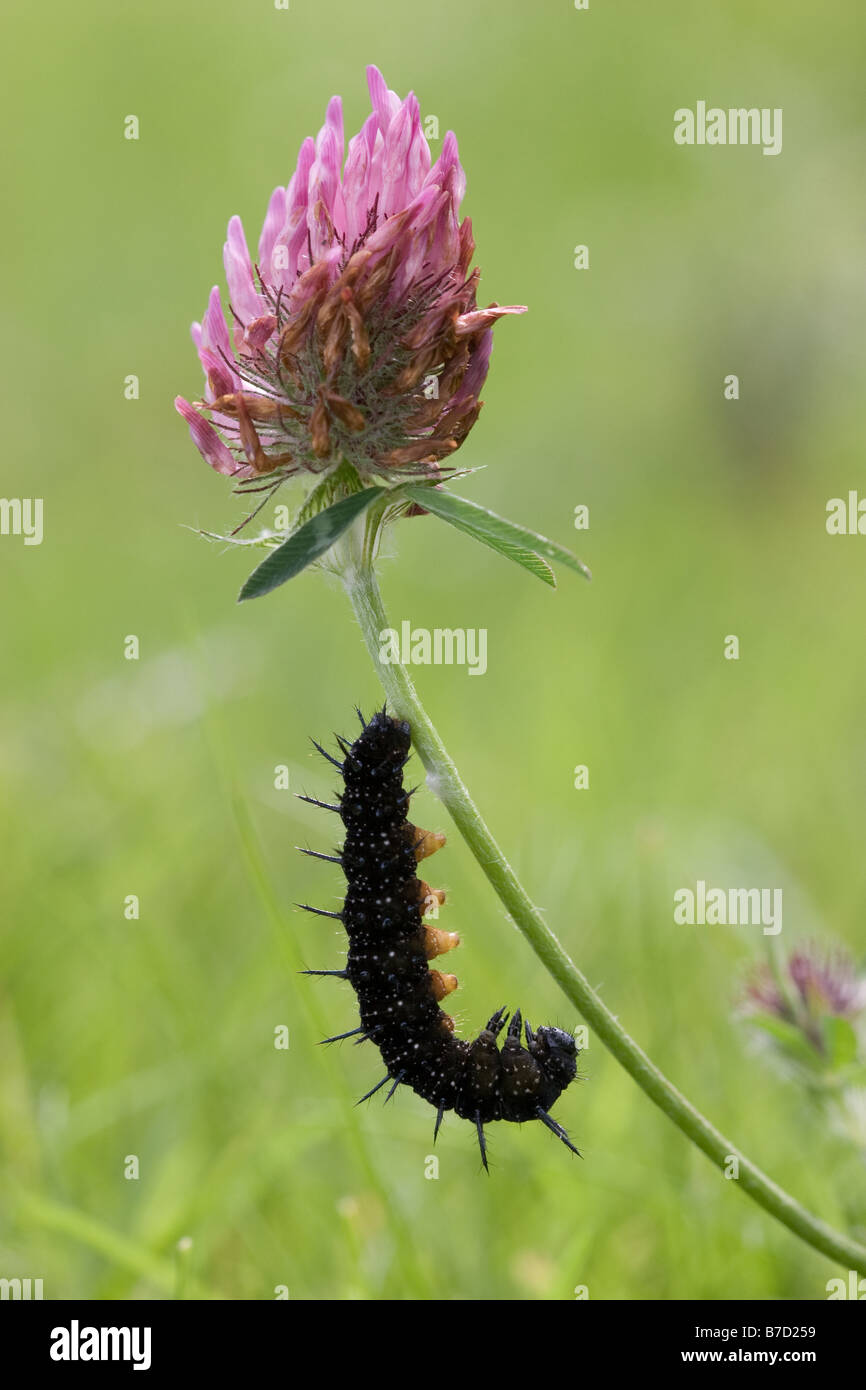 Peacock Inachis Io Raupe erste Schritte der Chrysalis Formation auf Rotklee Trifolium Pratense, Malvern Hills Stockfoto