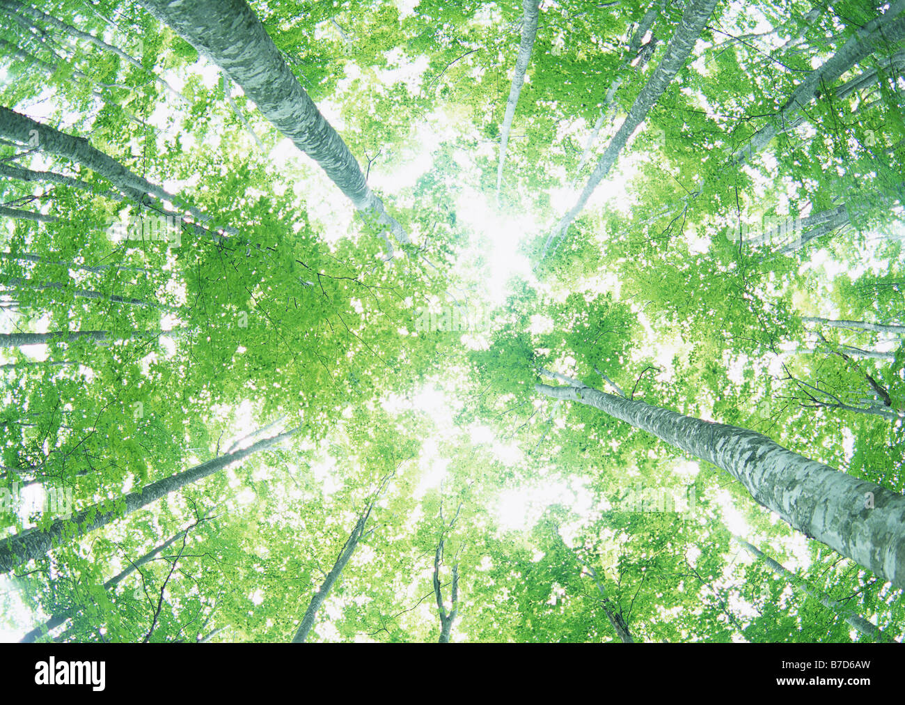 Sonnenlicht durch die Blätter der Bäume Stockfoto
