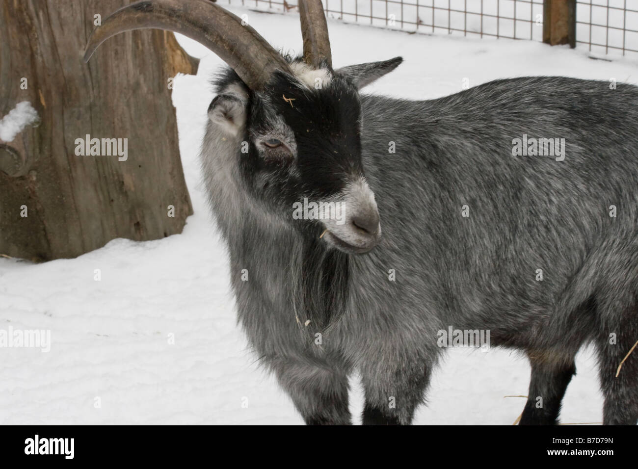 Eine Ziege ist an einem verschneiten Tag im Central Park Kinderzoo in New York gesehen. Stockfoto