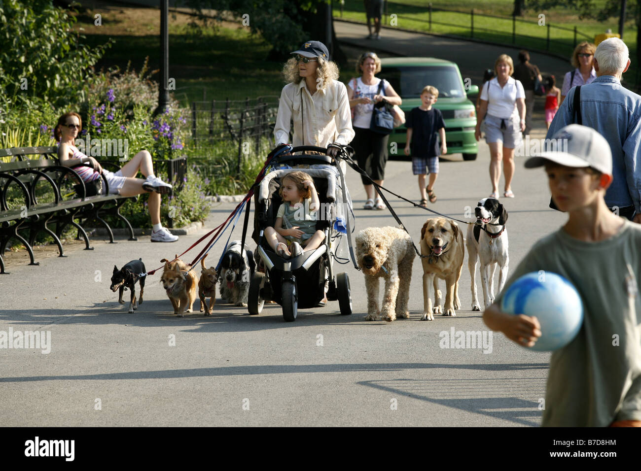 Dogwalker, Central Park, New York City, USA Stockfoto