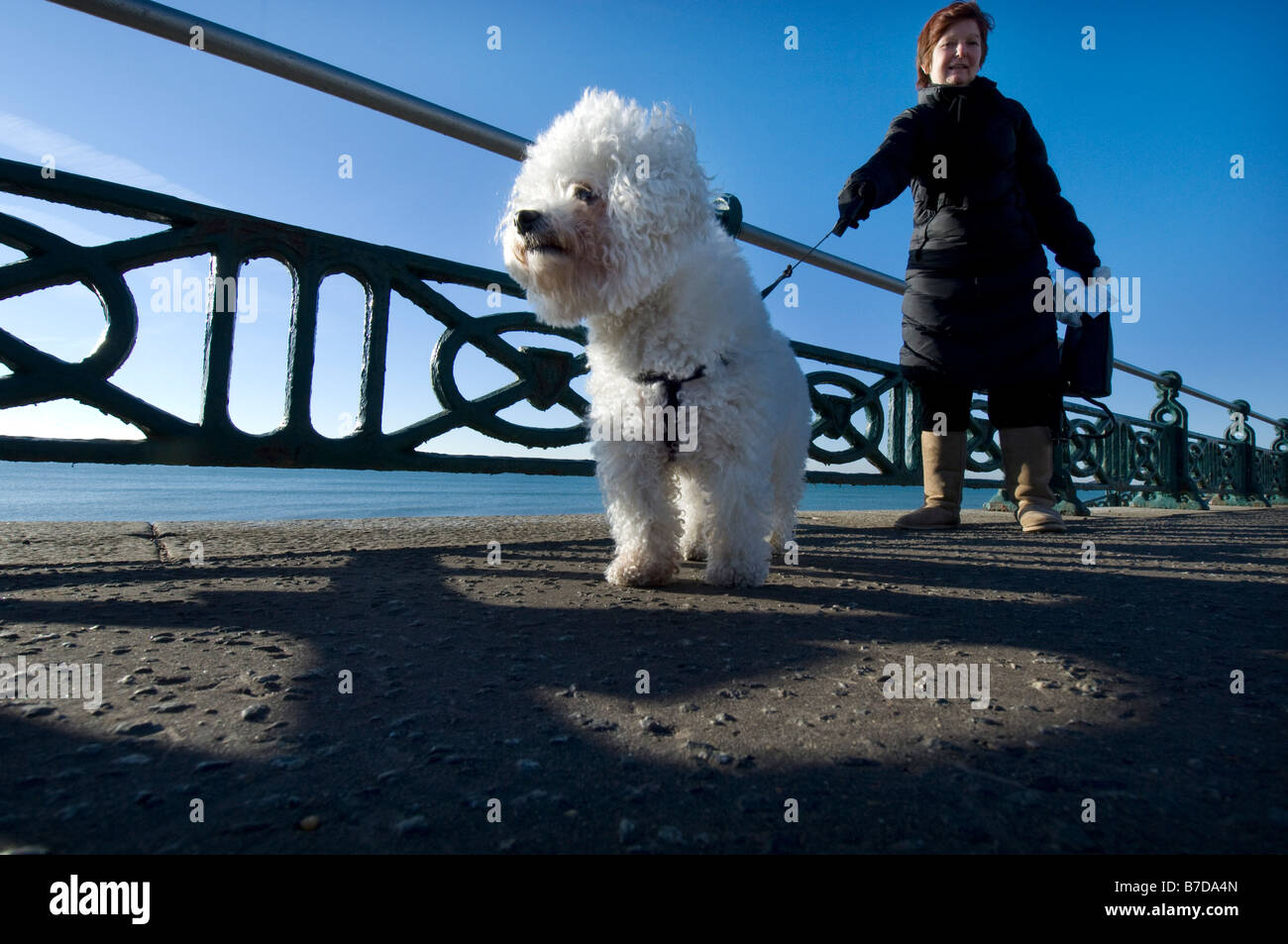 Ein Stammbaum Bichon Frise, dessen Großvater die Crufts Dog Show best in Show gewonnen, macht einen Spaziergang am Strand von Brighton und Hove Stockfoto