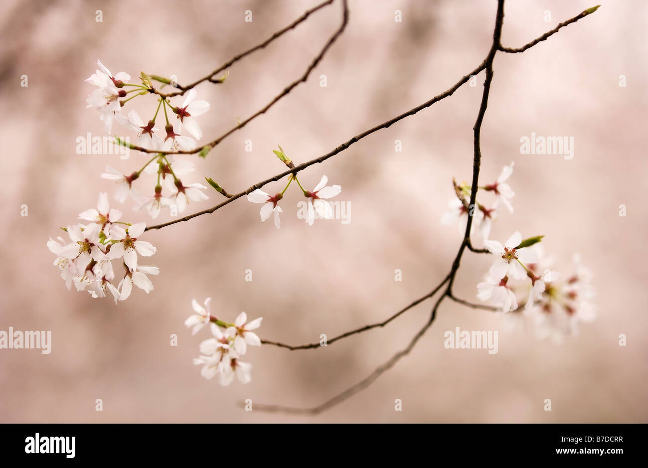 Weinend Higan Kirschblüte. Prunus Subhirtella Pendel Stockfoto