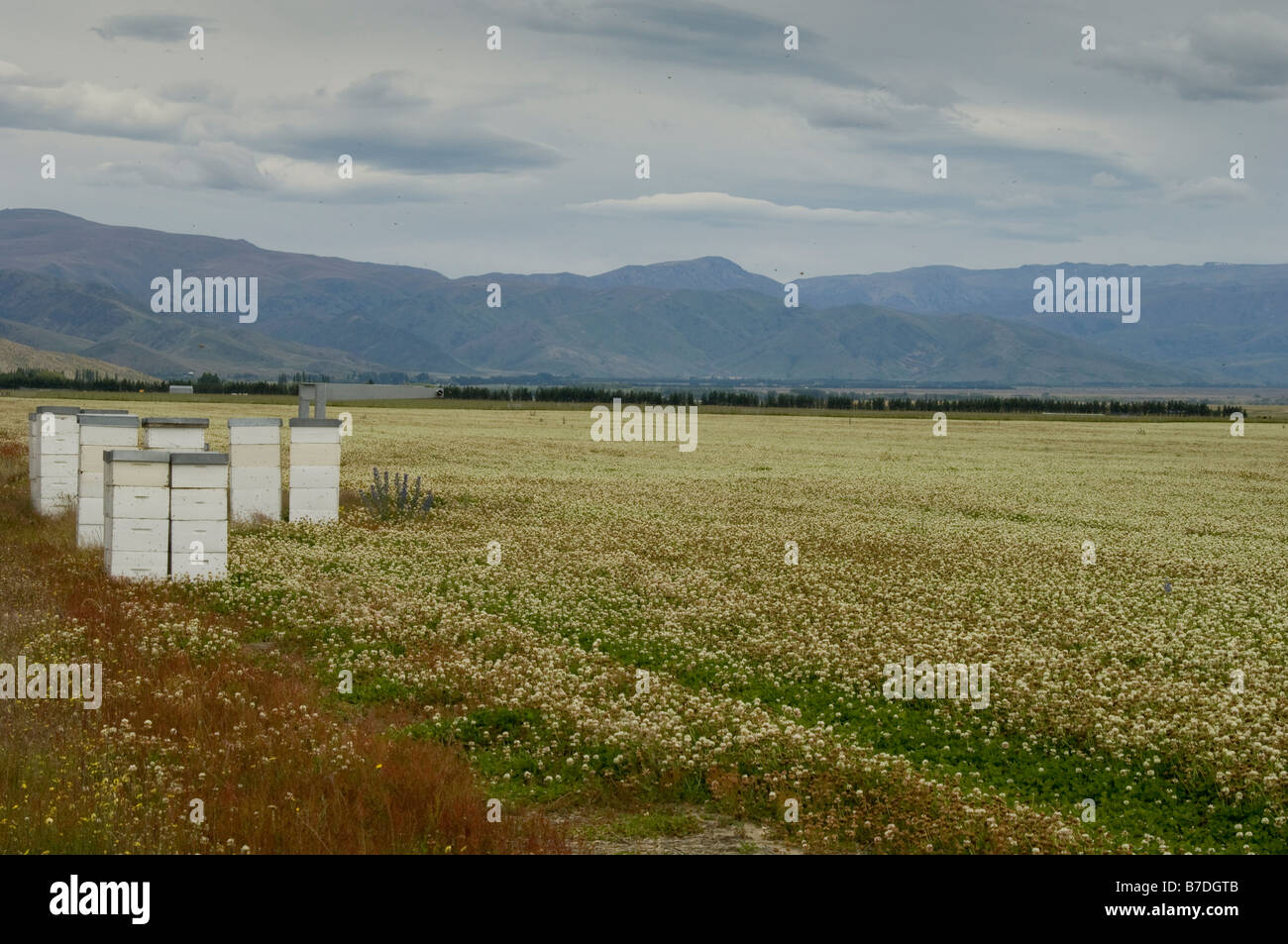 Bienenkorb mit Bienen inmitten von Klee, Klee-Honig, Neuseeland zu produzieren Stockfoto