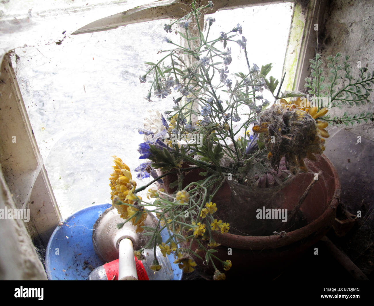 Tote Blumen am Fenster der Hütte Stockfoto