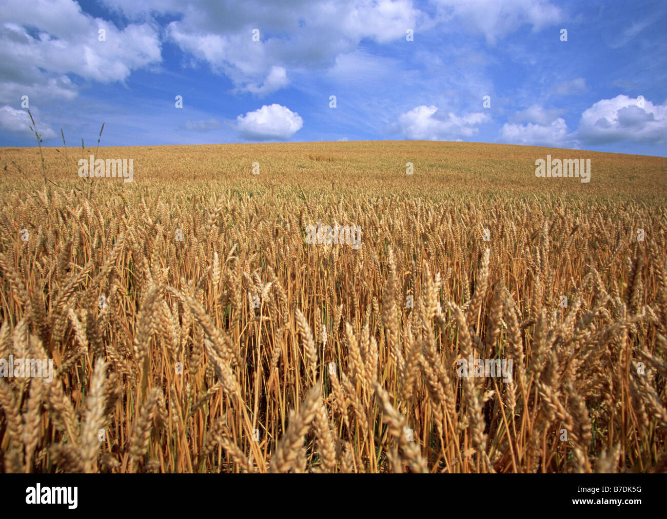 Weizenfeld Stockfoto