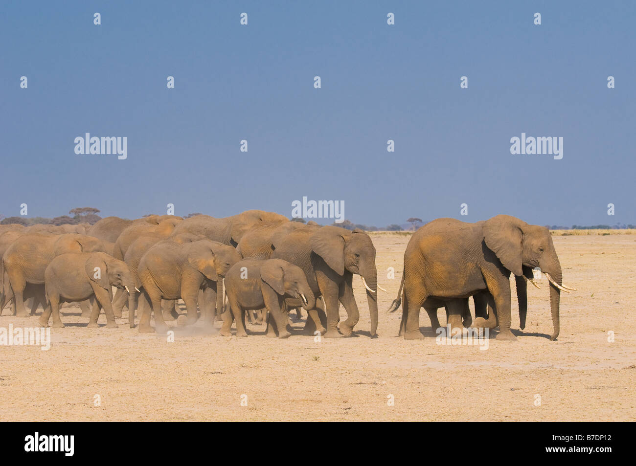 Elefanten im Amboseli Nationalpark Kenia Stockfoto