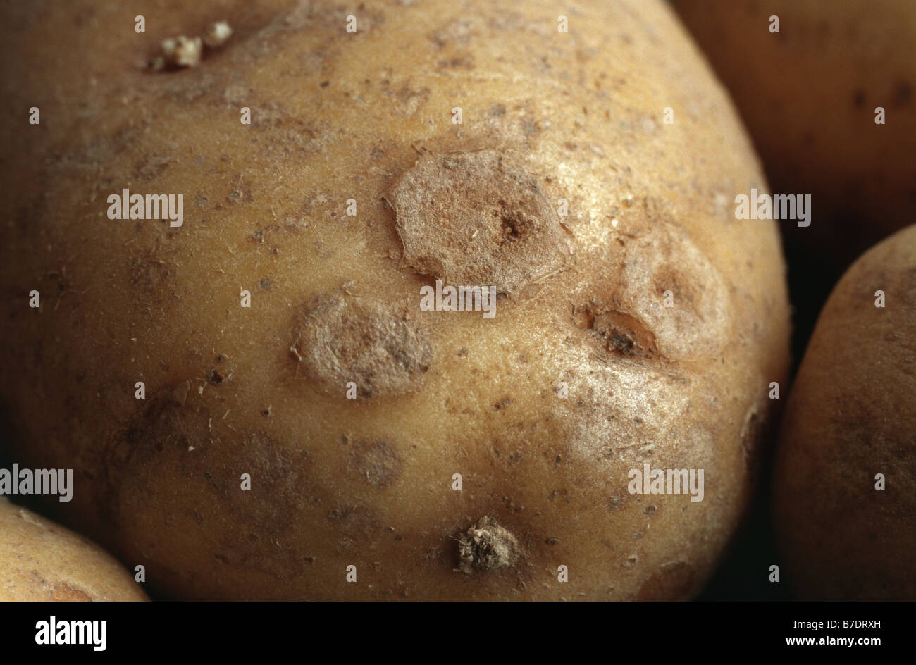 Kartoffel (Solanum Tuberosum), Y-Virus-Infektion Stockfoto