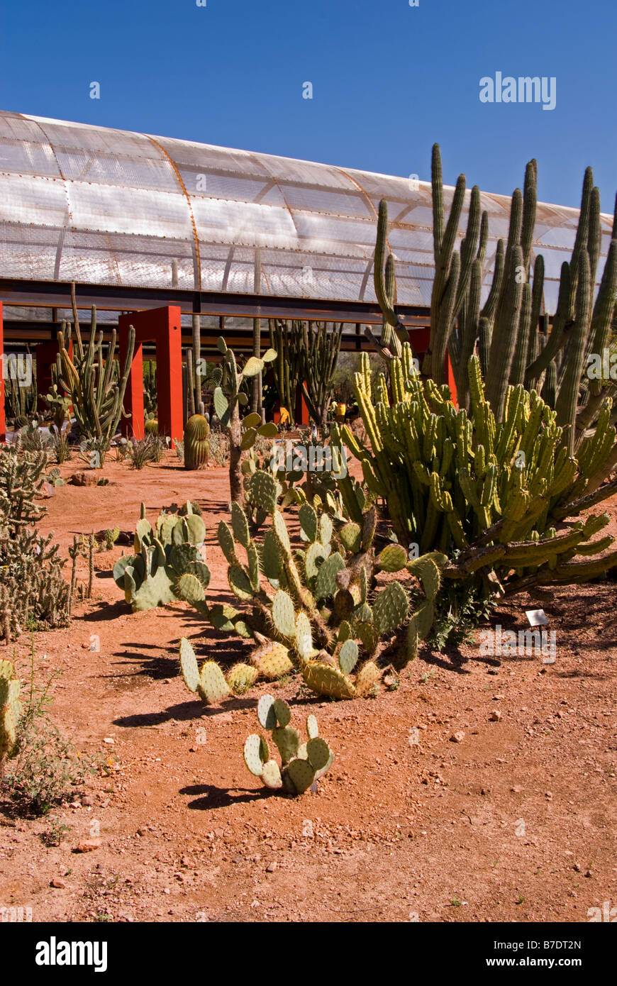 Arizona Phoenix Desert Botanical Gardens Kaktus Garten Papago Park