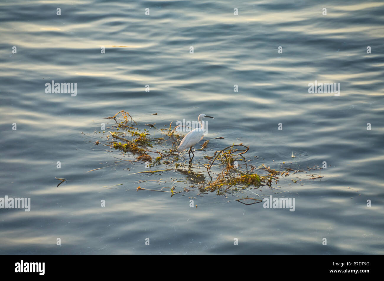 Egret Fischerei nur von einem schwimmenden Floß der Vegetation in Rive Nil Ägypten Nahost Stockfoto