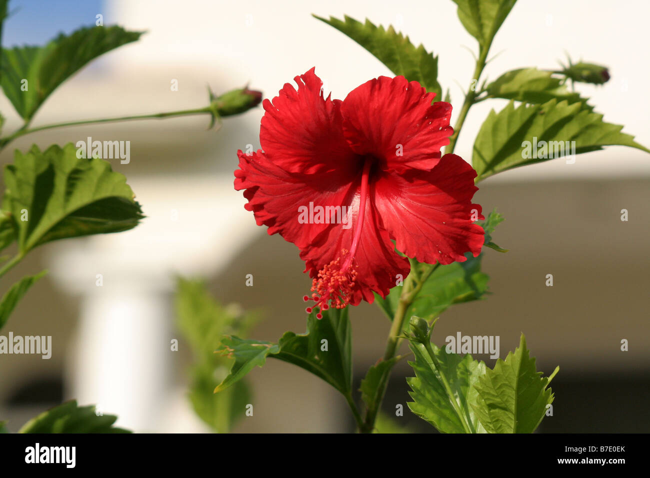 Roter Hibiscus Stockfoto