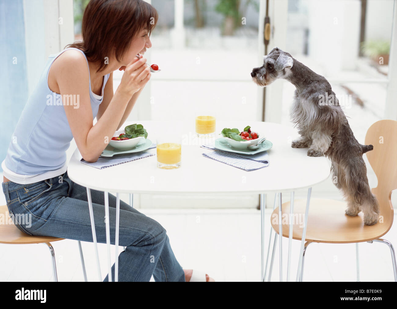 Frühstück mit Hund Stockfoto