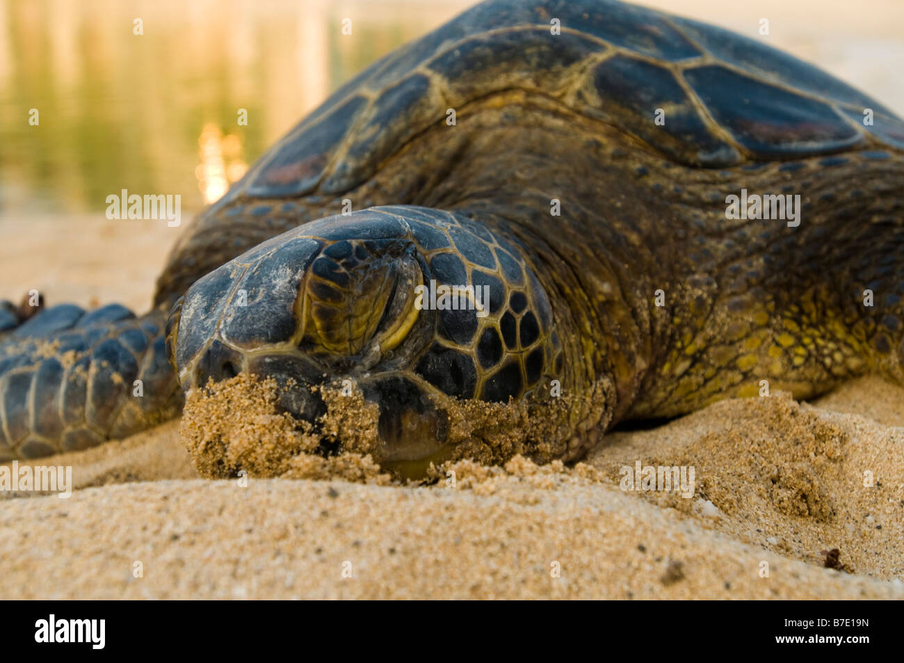 Green Sea Turtle schlafen am Strand von Hawaii. Stockfoto