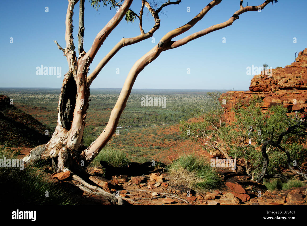 Ein tagsüber Foto eines Baumes im Kings Canyon, im Outback Australien Stockfoto
