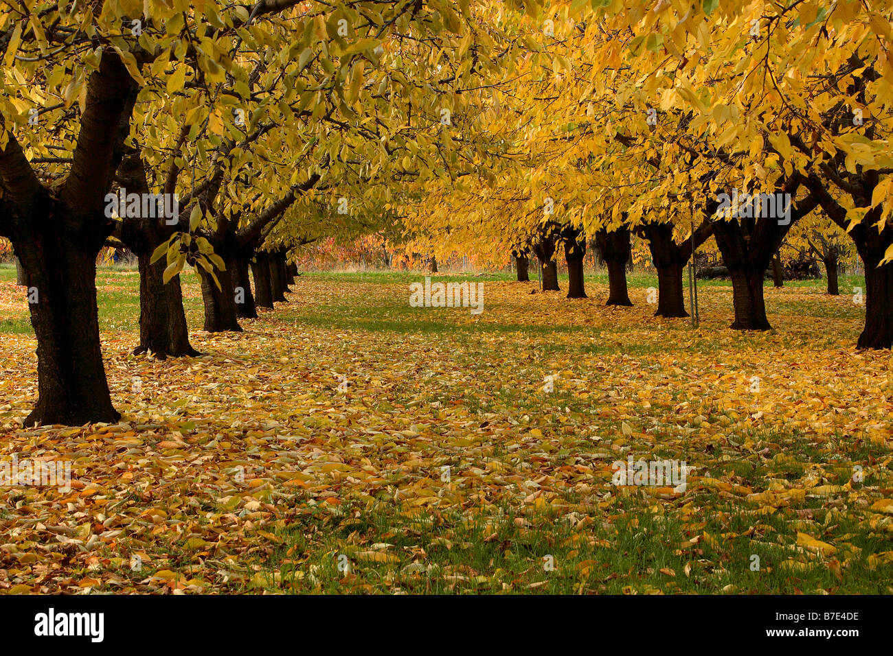 Herbstlandschaft mit Kirschbäumen, Sus di Pergine, Trentino Alto Adige, Italien Stockfoto